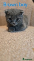 British Shorthair cats - Advert 8