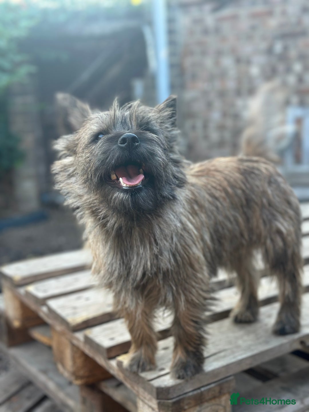Cairn Terrier dogs for sale: Female Cairn Looking For New Home - Advert 7