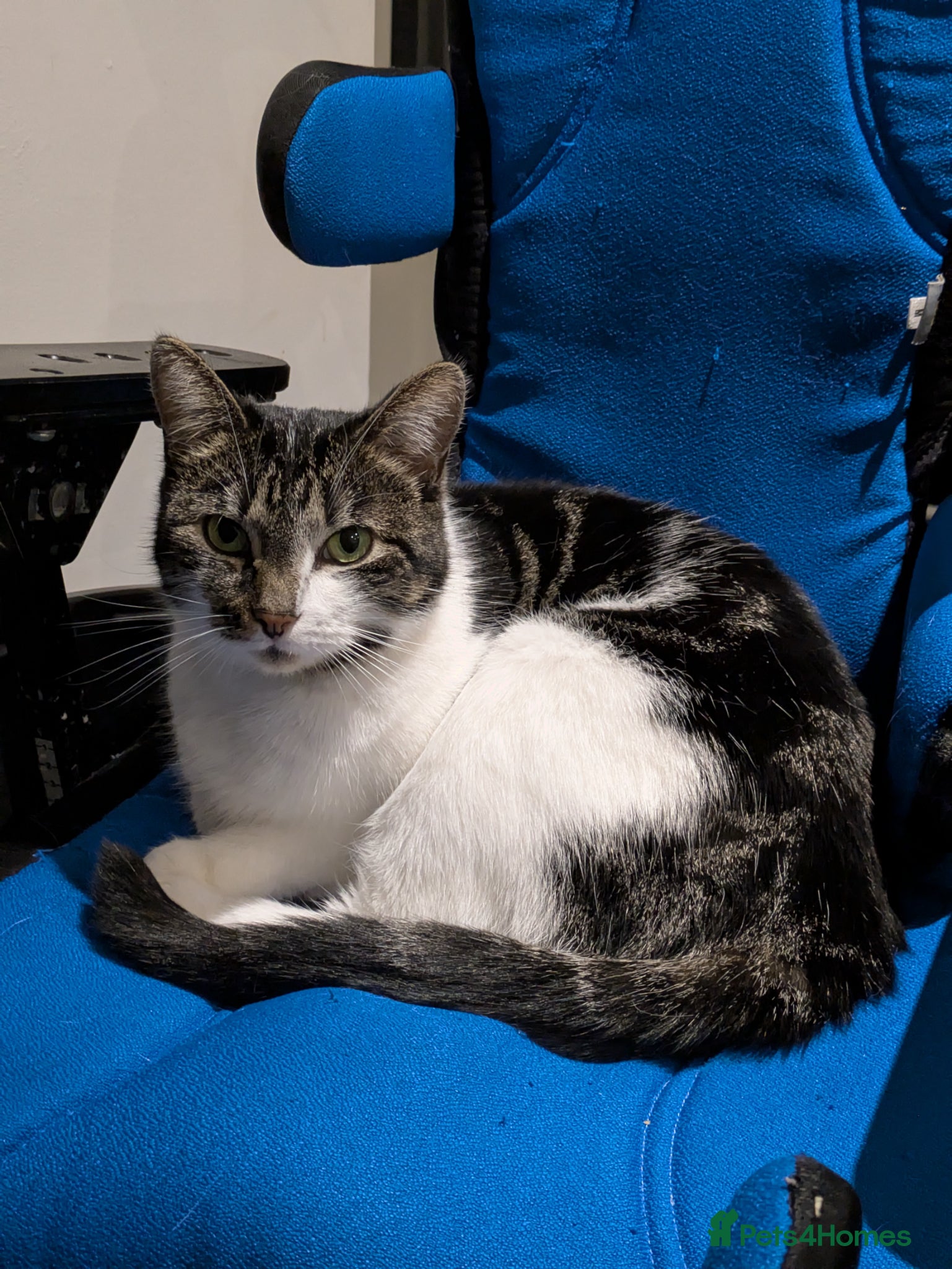 Mixed Breed cats Beautiful calm girl  - Advert 5