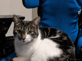 Mixed Breed cats Beautiful calm girl - Advert 2