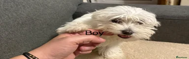 Bichon Frise 1