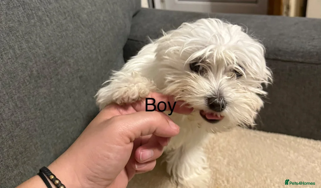 Bichon Frise dogs for sale: Selling - Advert 2