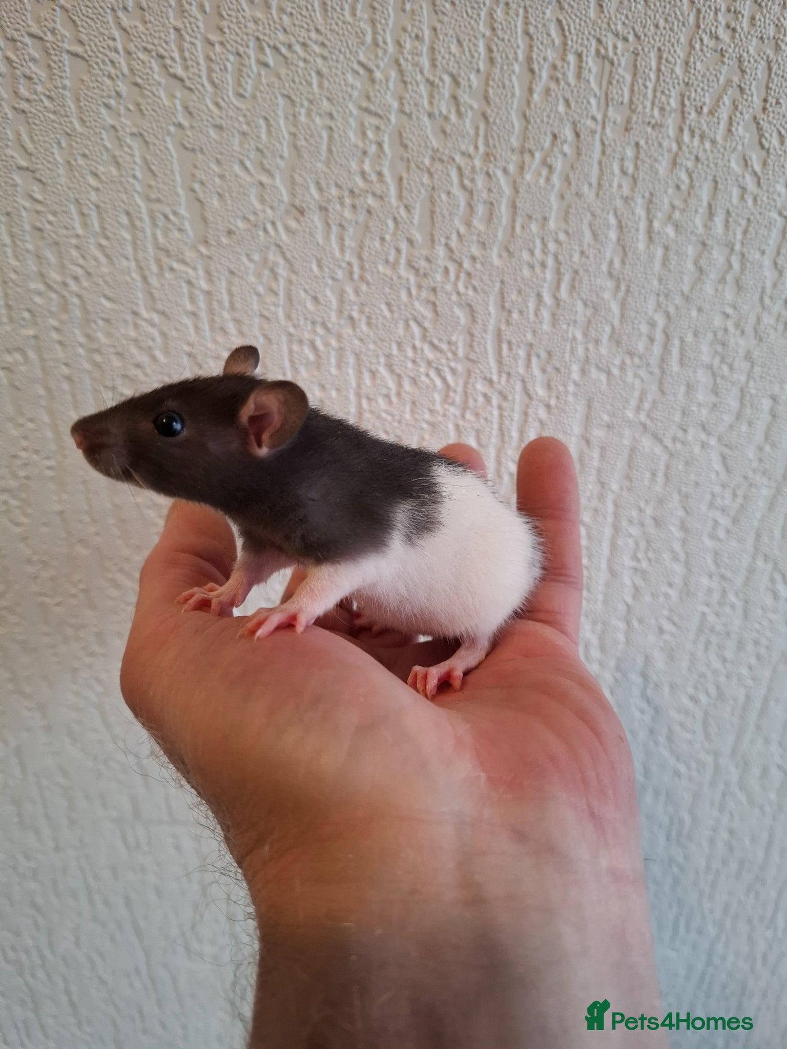 Rat rodents BABY RATS  - Advert 18