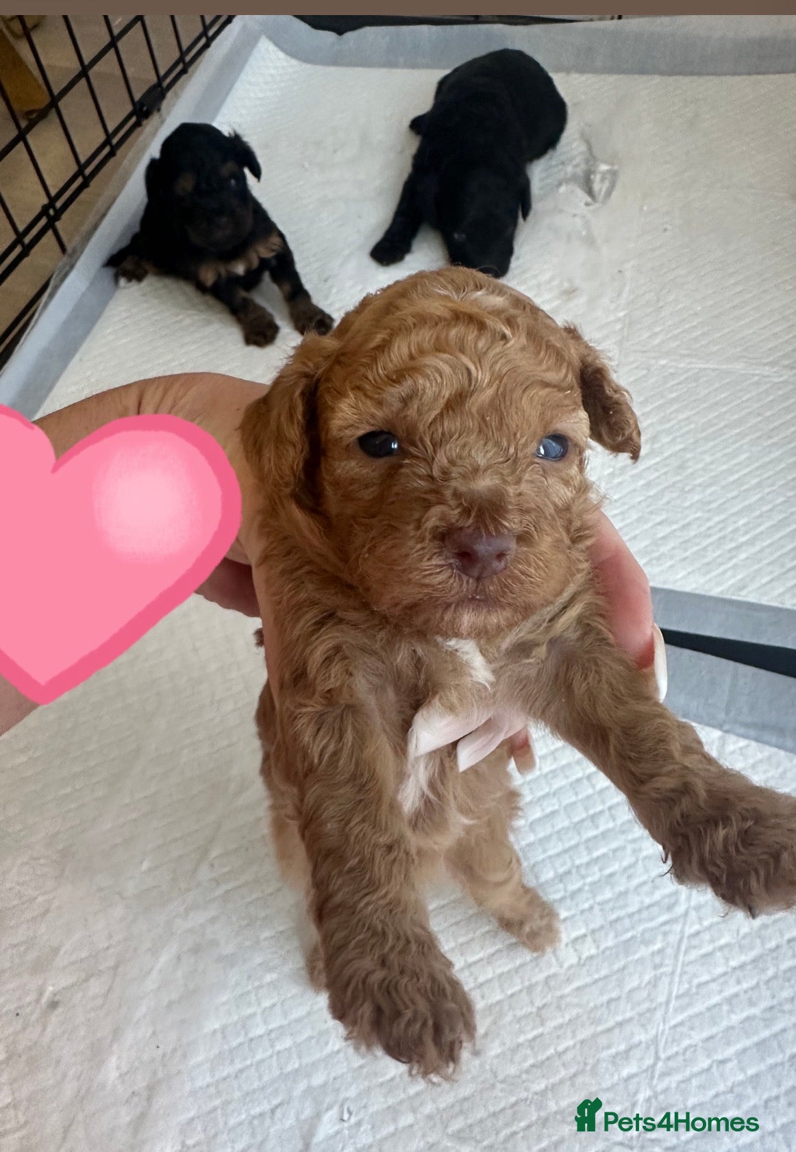 Cockapoo dogs Beautiful cockapoo pups  - Advert 1