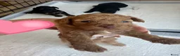 Cockapoo dogs for sale: Beautiful cockapoo pups  - Advert 1