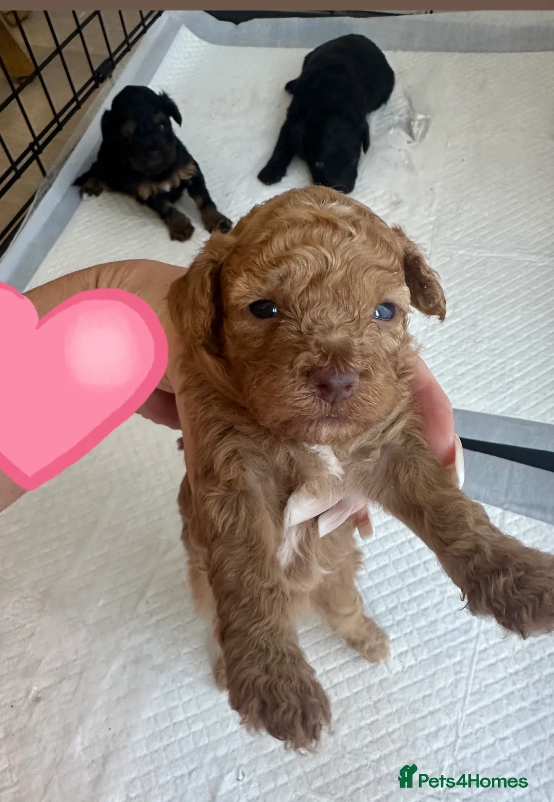 Cockapoo dogs for sale: Beautiful cockapoo pups  - Advert 1