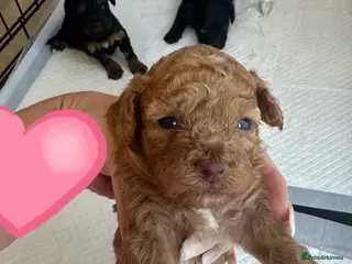 Cockapoo dogs Beautiful cockapoo pups - Advert 3