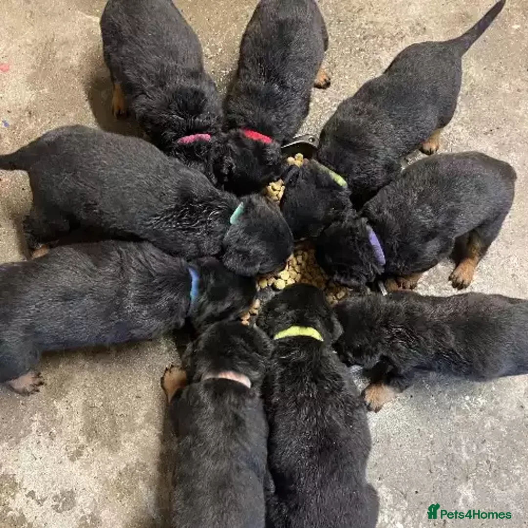 Rottweiler dogs for sale: Rottweiler puppies - Advert 2