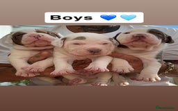Mixed Breed dogs for sale: 6 beautiful puppies  - Image 3