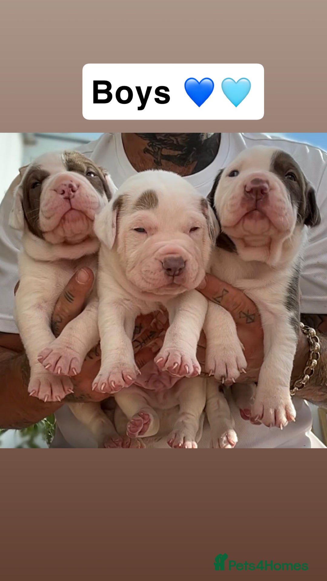 Mixed Breed dogs for sale: 6 beautiful puppies  - Image 3