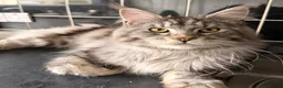 Maine Coon cats for sale: Male Maine Coone Silver Tabby - Advert 3