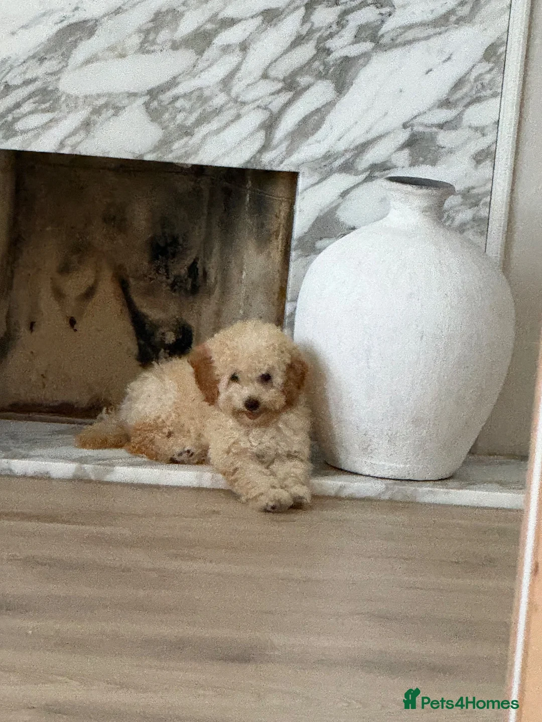 Toy Poodle dogs for sale: Sweetest Apricot Toy poodle  in Waltham Cross - Advert 2