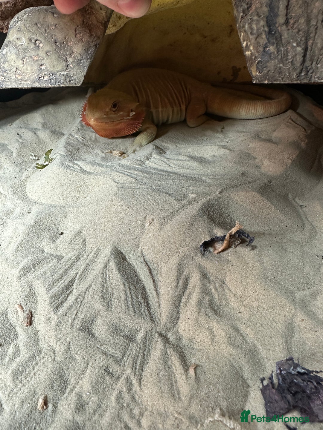 Bearded Dragon reptiles for sale: Bearded Dragon For Rehome  - Advert 3