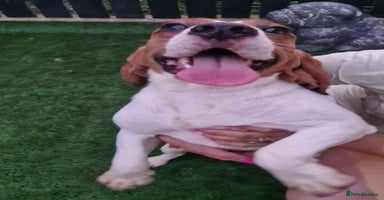 Beagle dogs BOLEK - a lovely young boy, for a Loving Home - Advert 10