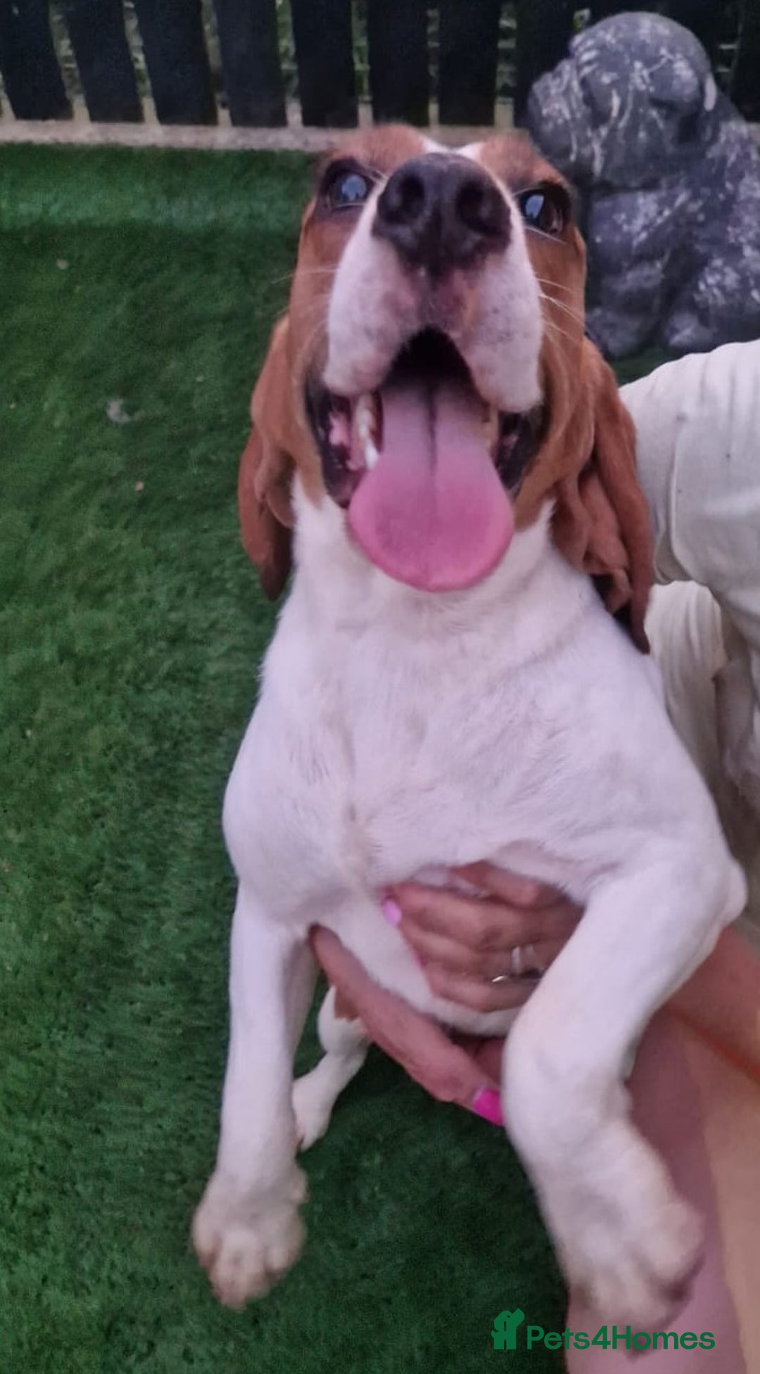 Beagle dogs for adoption: BOLEK - a lovely young boy, for a Loving Home - Advert 3