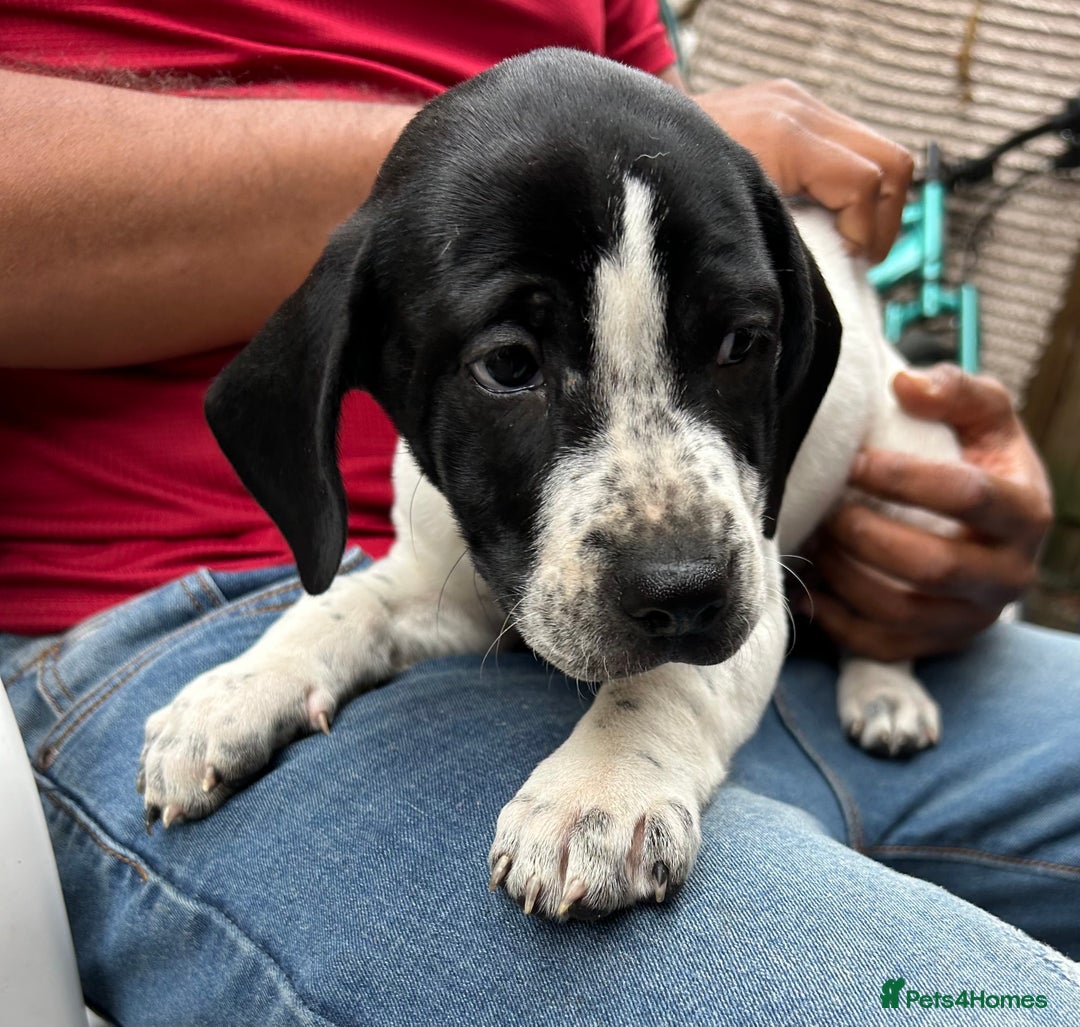 Mixed Breed dogs for sale: 🐾Cocker-Pie (Mini Hippo)s🐾 - Image 17