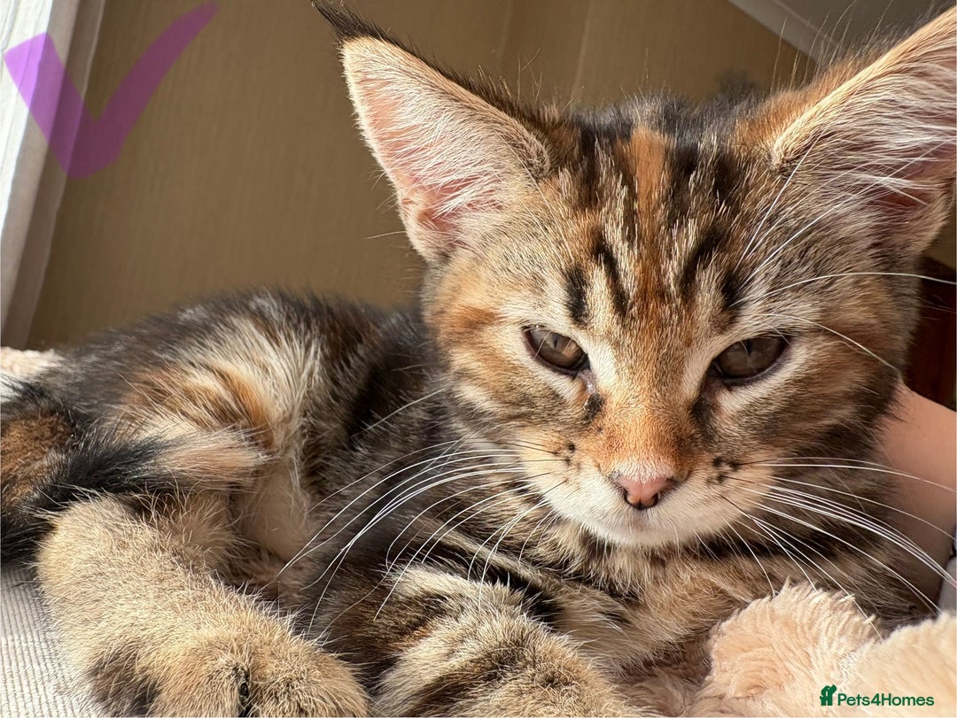 Maine Coon cats for sale: Maine Coon Kittens — Fluffy, Friendly - Advert 21