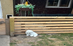 Bichon Frise dogs for sale: Bichon Frise Puppies  - Image 13