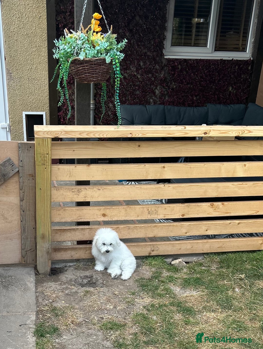 Bichon Frise dogs for sale: Bichon Frise Puppies  - Image 13