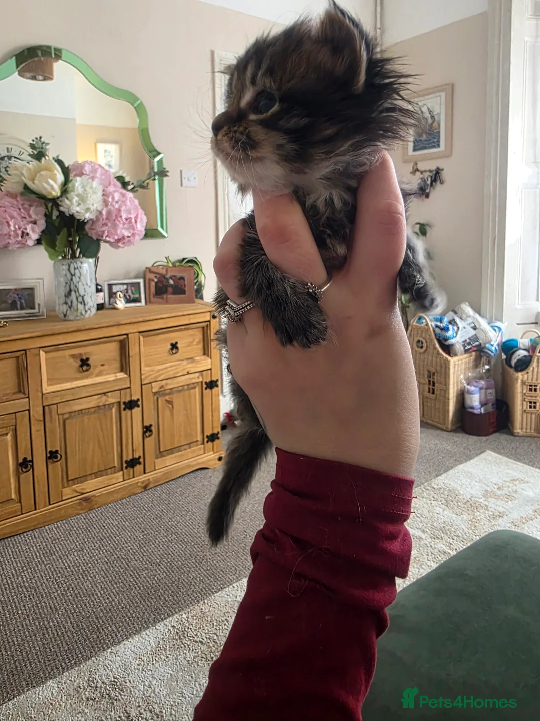 Maine Coon cats for sale: Maine Coon Kittens - Advert 7