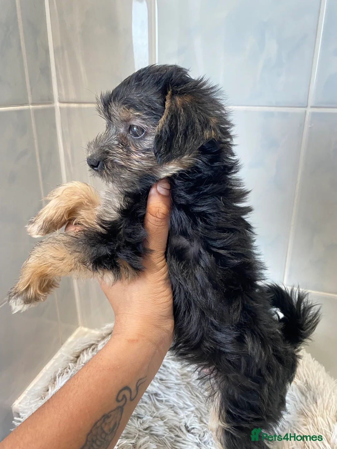 Chinese Crested dogs for sale: 💙💖Stunning Chinese crested ready now💖💙 - Advert 20