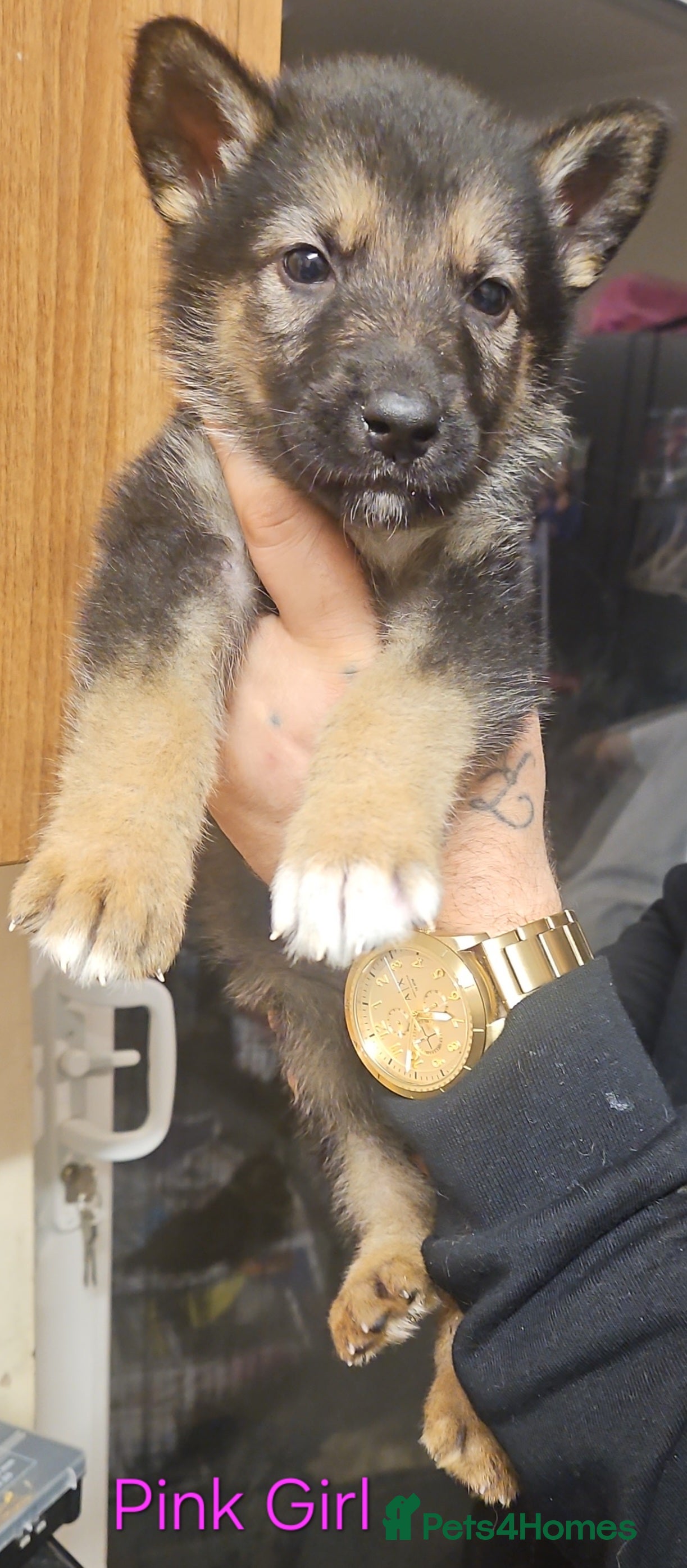 Mixed Breed dogs 6 Beautiful chunky Alaskan Shepherds - Advert 6