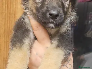 Mixed Breed dogs 6 Beautiful chunky Alaskan Shepherds - Advert 6