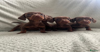 Miniature Dachshund dogs - Advert 1