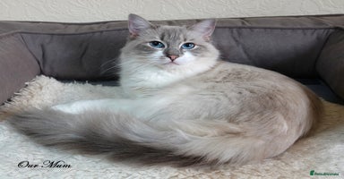 Ragdoll cats - Advert 6