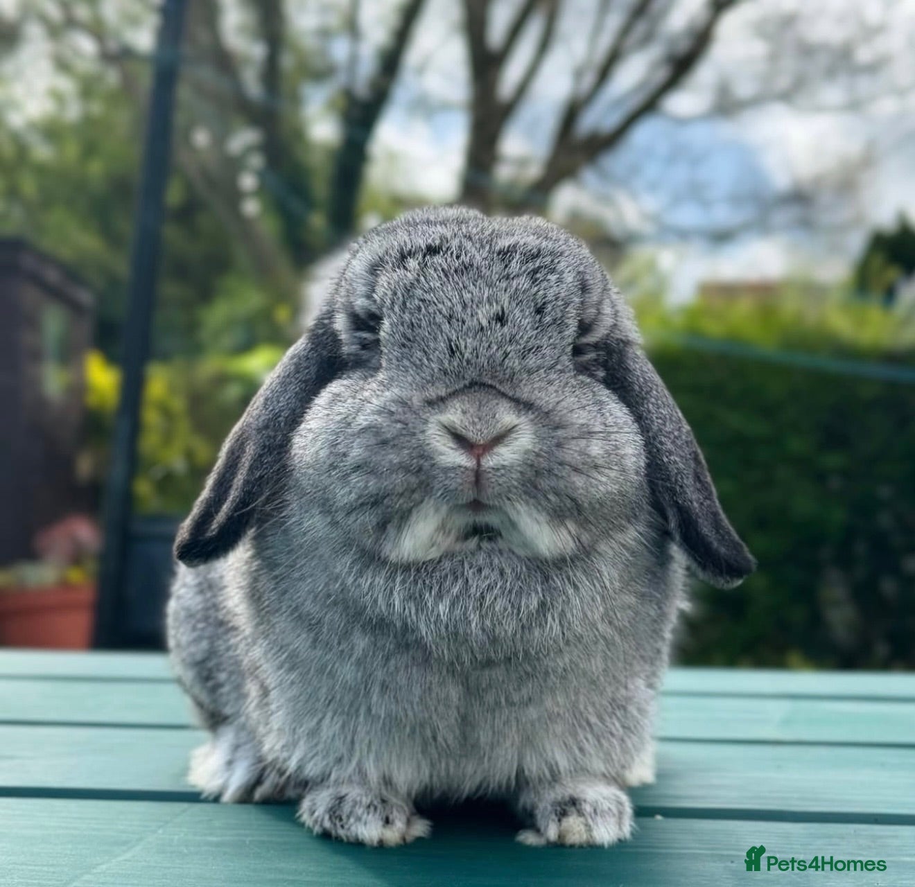 Mini Lop rabbits Mini lop doe  - Advert 2