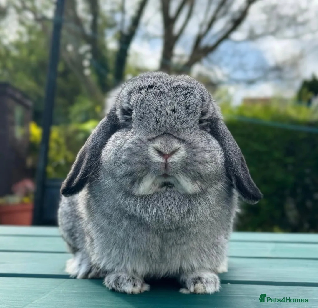 Mini Lop rabbits for sale: Mini lop doe  - Advert 1