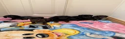 Miniature Dachshund dogs for sale: Miniature Dachshund  - Advert 8