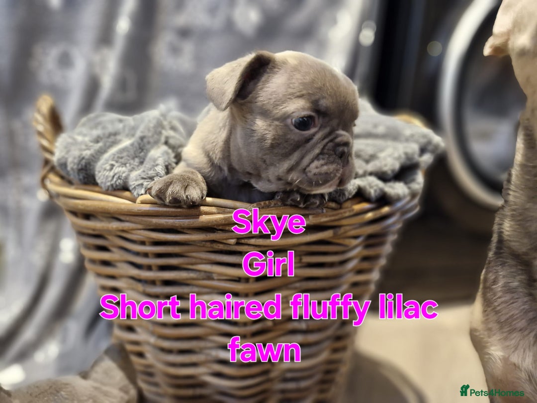French Bulldog dogs for sale: French bulldog FLUFFY pups - Image 3