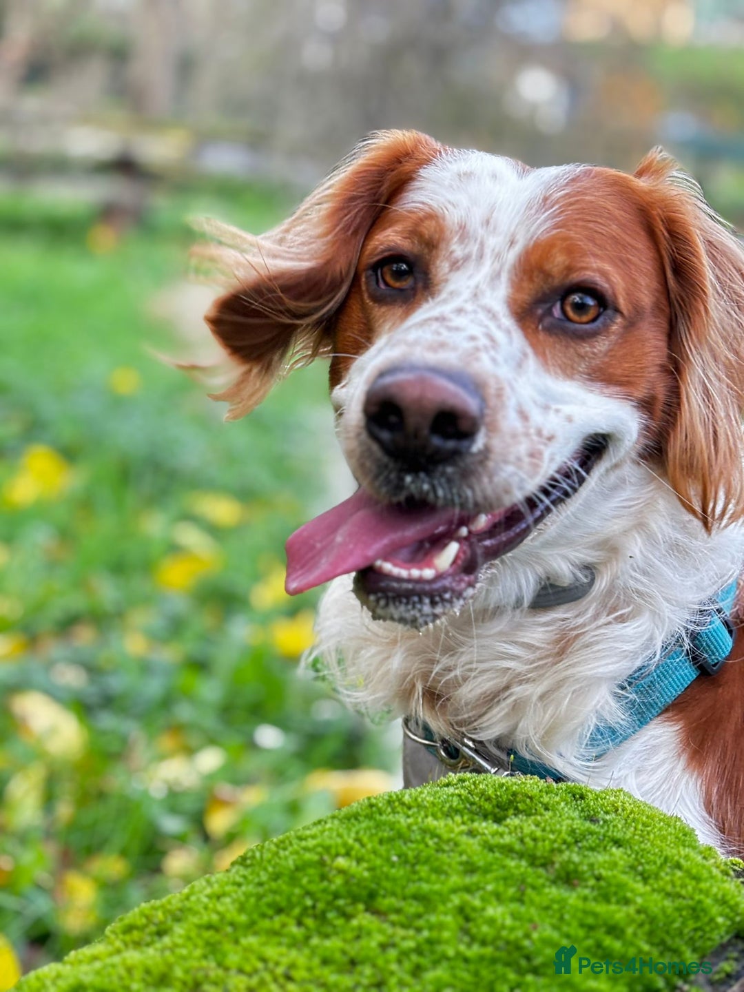 Brittany Spaniel dogs for adoption: Ronnie, 3-year old Brittany male - Advert 9