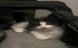 Mixed Breed cats for sale: Adorable Tuxedo Kittens Mixed with Longhair  - Image 4