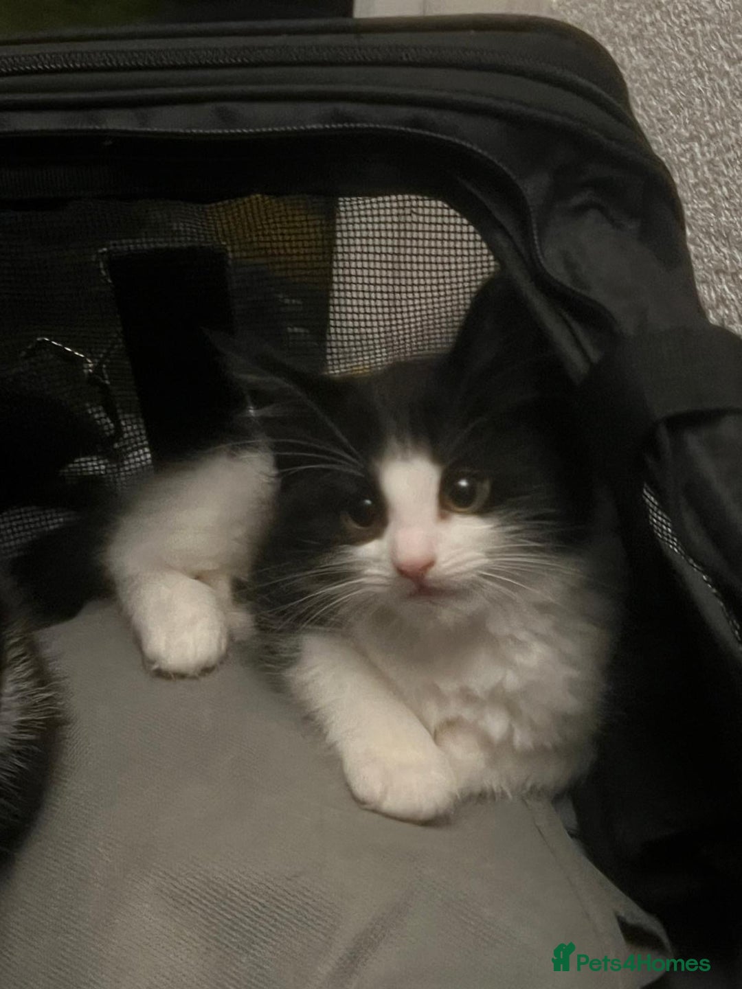 Mixed Breed cats for sale: Adorable Tuxedo Kittens Mixed with Longhair  - Image 4