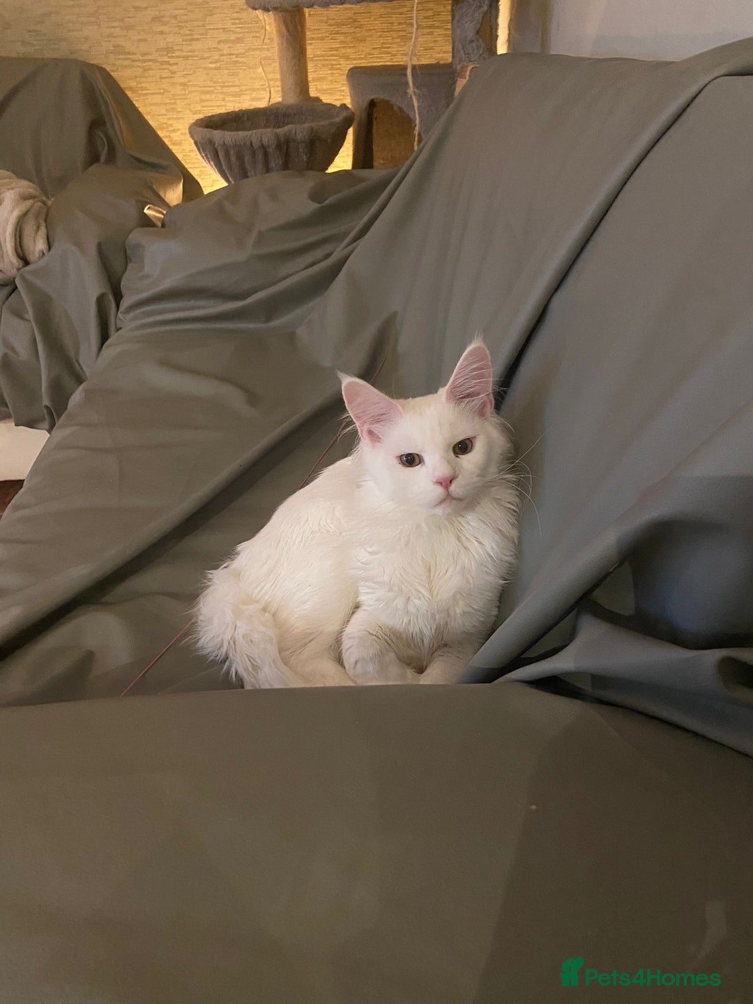 Maine Coon cats for sale: TICA Maine Coon Russian - Advert 4