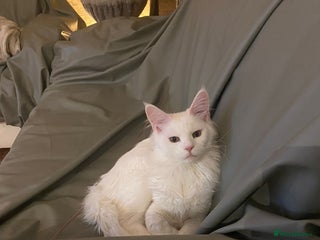 Maine Coon cats - Advert 31