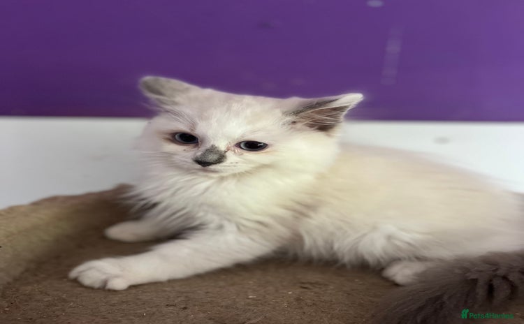 Ragdoll cats - Advert 1