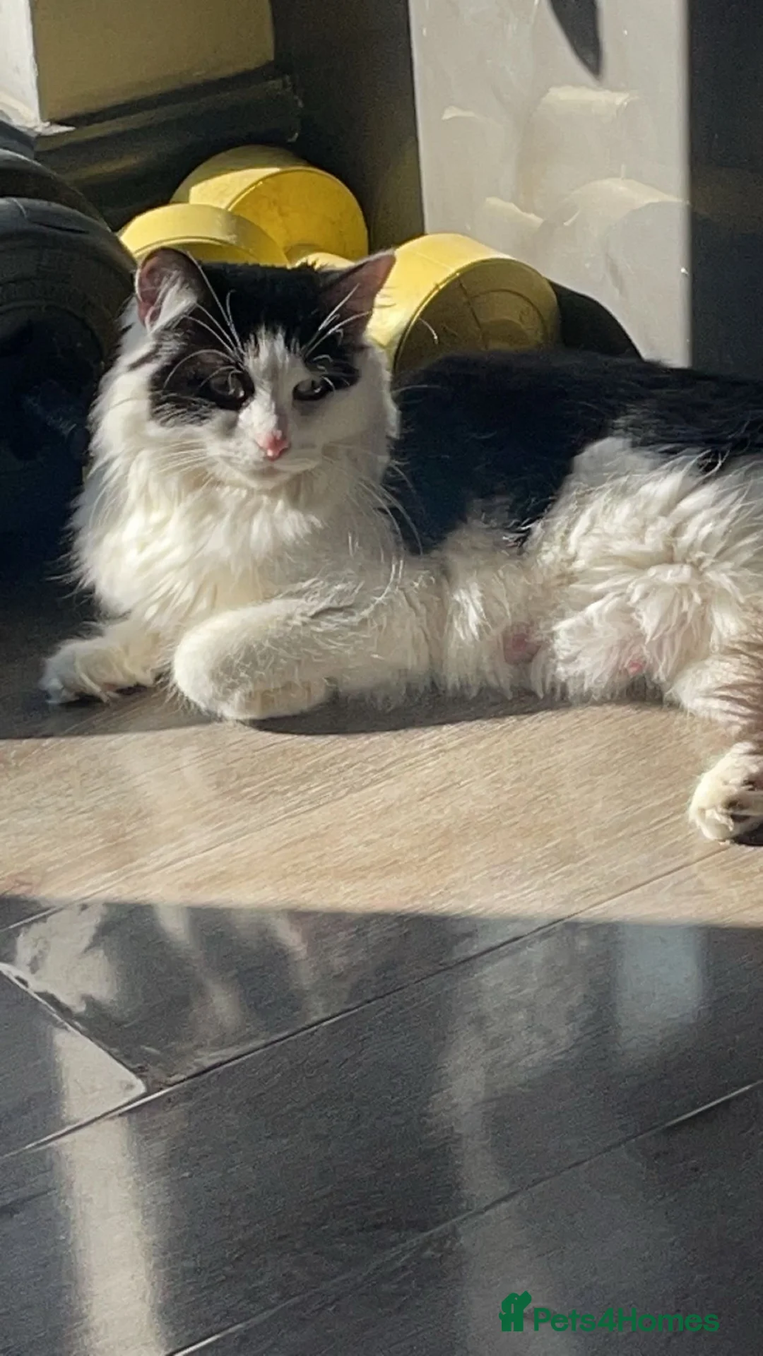 Maine Coon cats for sale: Chunky Maine coon x stunning kittens  - Advert 12