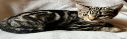 Bengal cats for sale:  Glittery Bengal X KittensWith Famous References!  - Advert 10