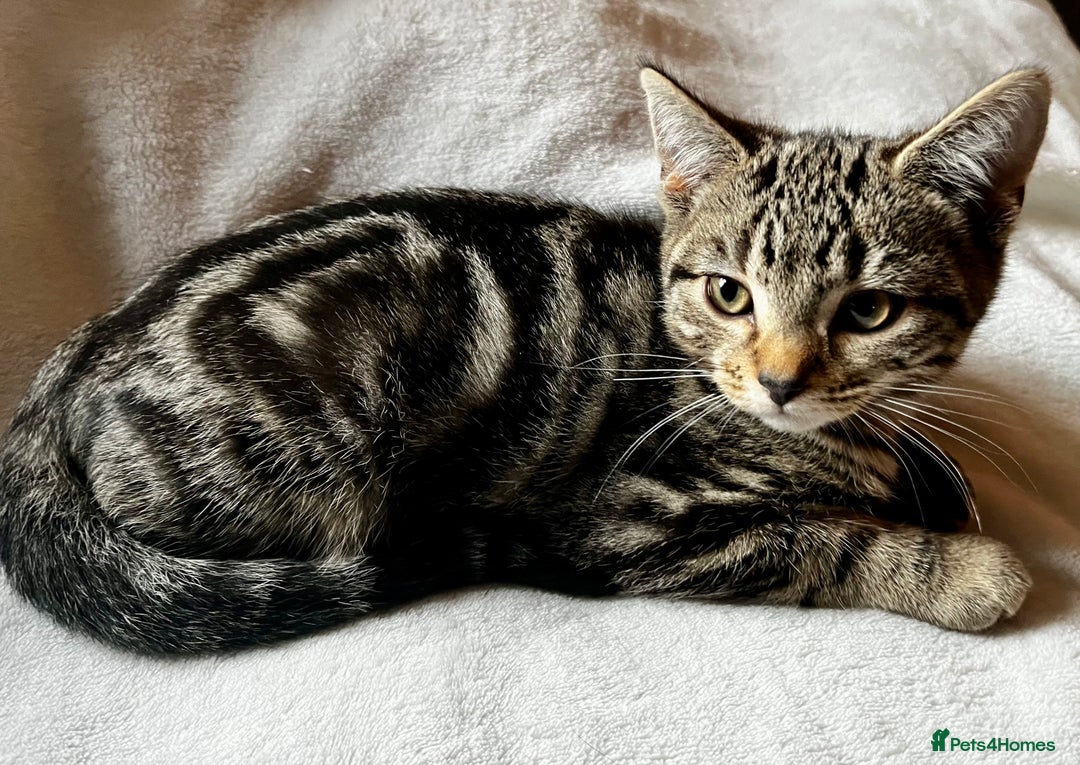 Bengal cats for sale:  Glittery Bengal X KittensWith Famous References!  - Advert 10