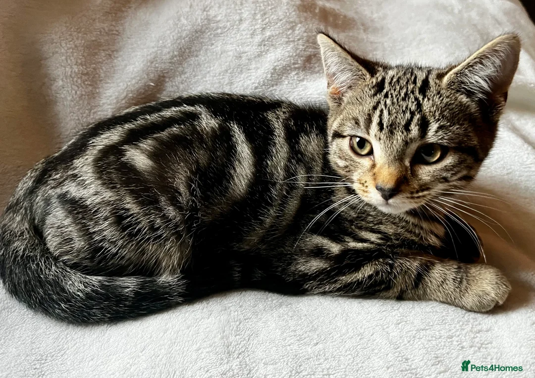 Bengal cats for sale:  Glittery Bengal X KittensWith Famous References!  - Advert 10