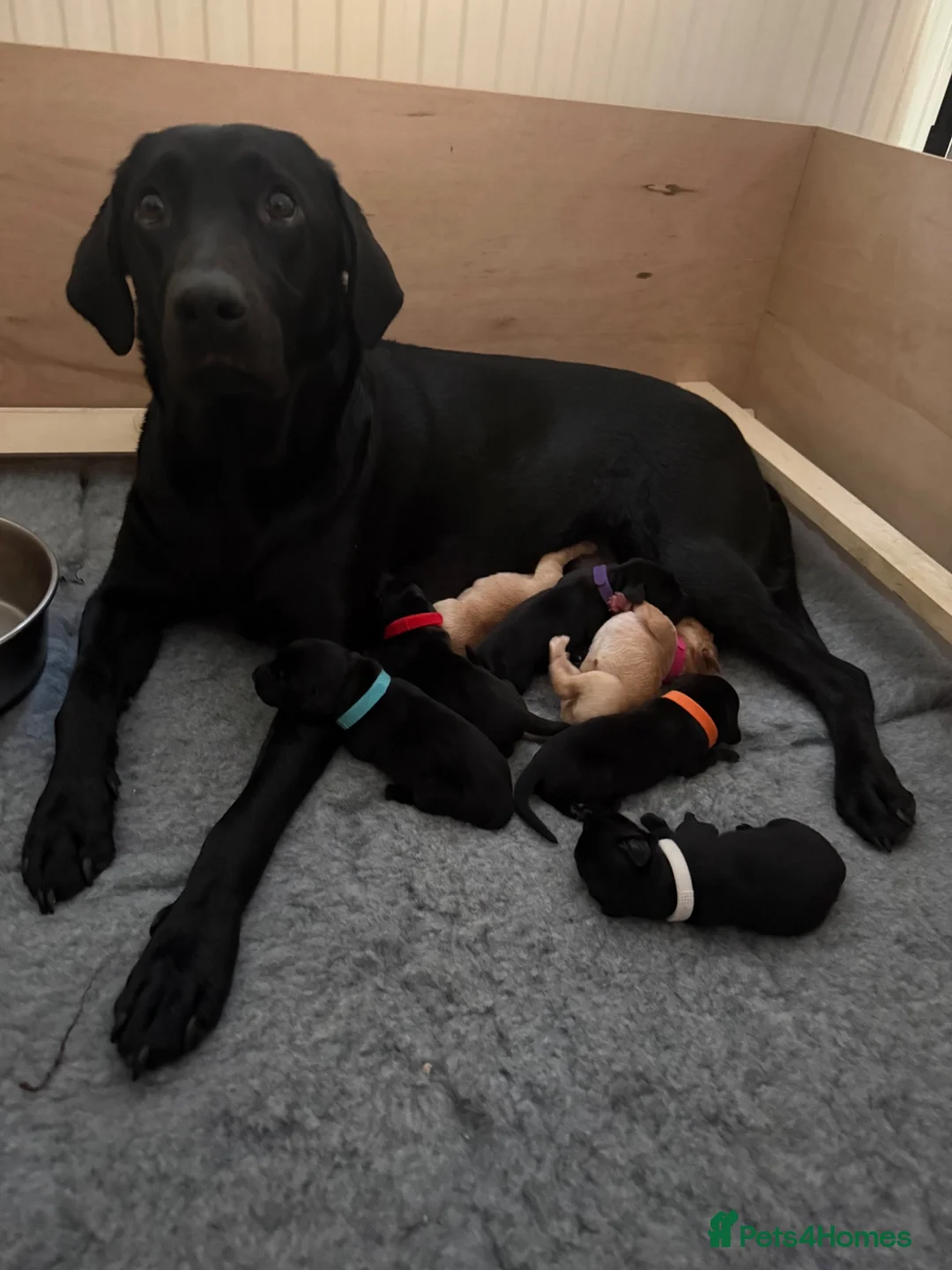Labrador Retriever dogs for sale: Exceptionally bred KC pups, one yellow girl left  - Advert 10