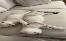 Scottish Fold cats for sale: Beautiful kittens looking for their forever home❤️ - Image 8