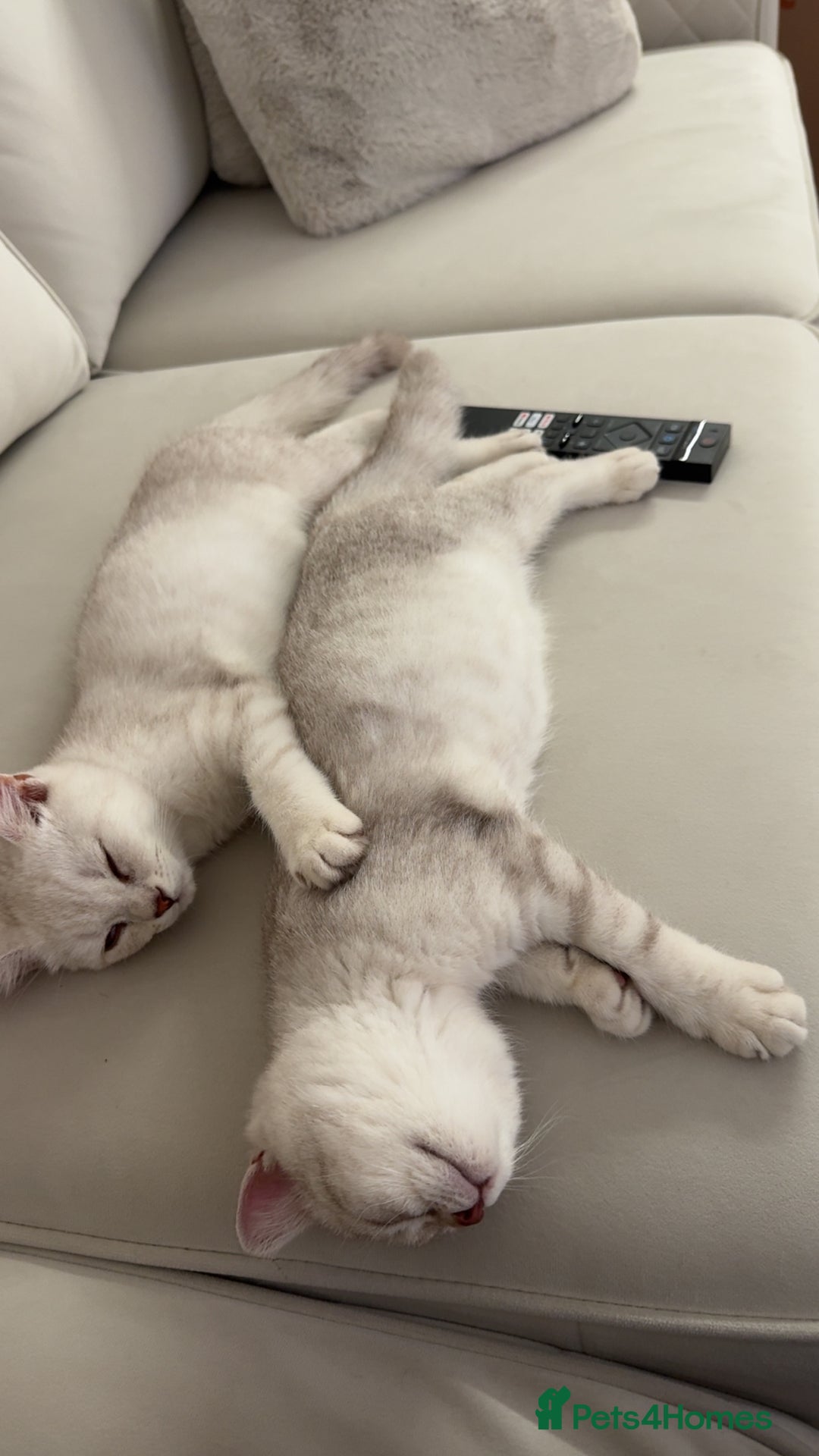 Scottish Fold cats for sale: Beautiful kittens looking for their forever home❤️ - Image 8