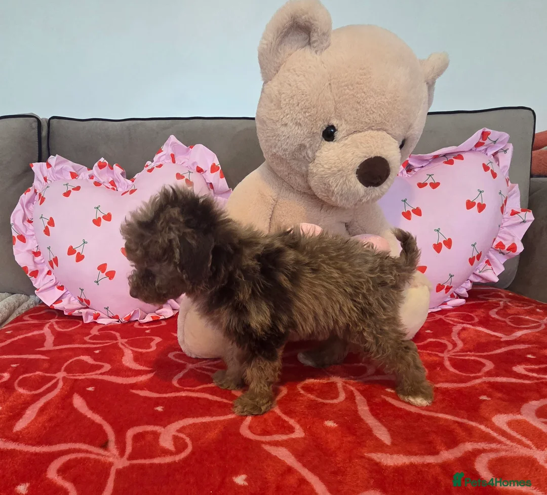 Toy Poodle dogs for sale: Gorgeous littler of x ** mall toy poodles  - Advert 18