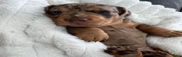 Miniature Dachshund dogs for stud: KC reg Cream - health and DNA Tested   in Southampton - Advert 8
