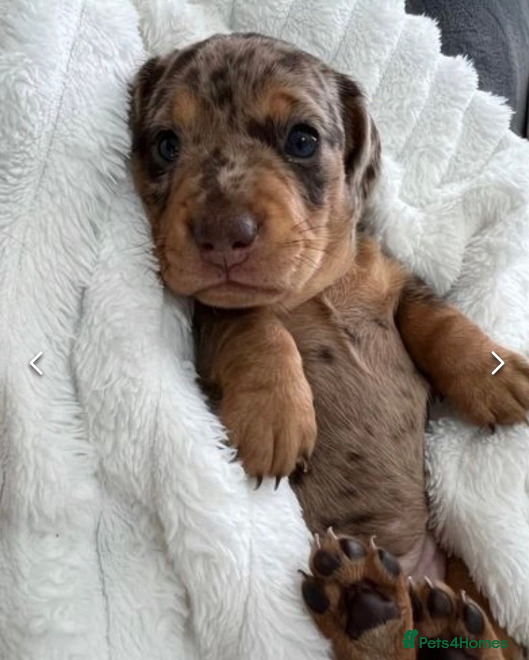 Miniature Dachshund dogs for stud: KC reg Cream - health and DNA Tested   in Southampton - Advert 8