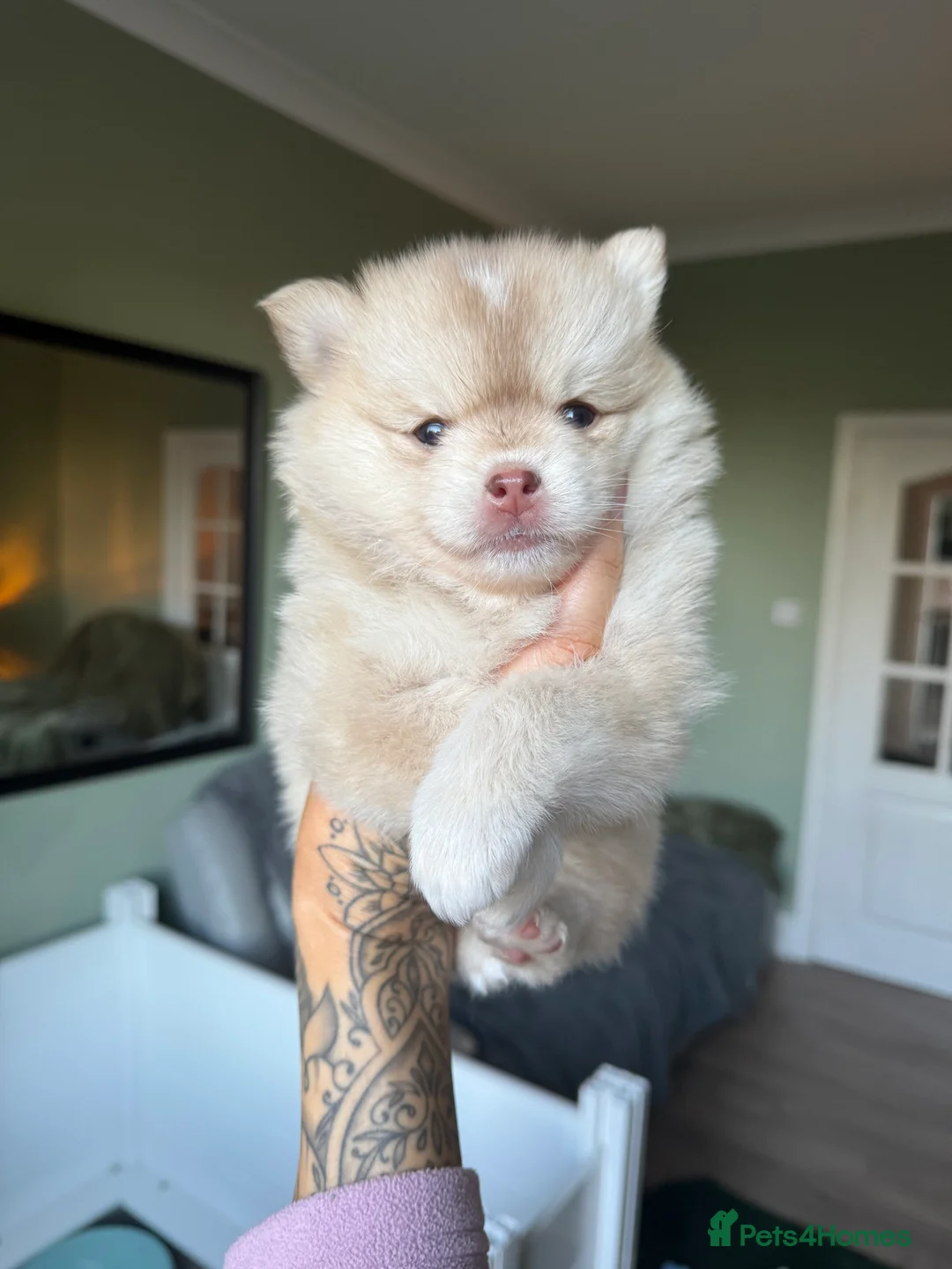 Pomsky dogs for sale: F3 Pomsky Puppies - ready now :)  - Advert 25